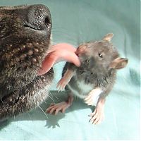 Fauna & Flora: cute rat with a dog