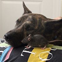 cute rat with a dog