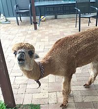 Fauna & Flora: alpaca pet