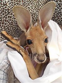 TopRq.com search results: Rescuing kangaroos, Kangaroo Dundee, Chris Brolga Barns