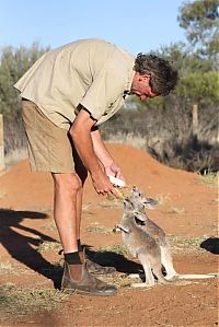 Fauna & Flora: Rescuing kangaroos, Kangaroo Dundee, Chris Brolga Barns