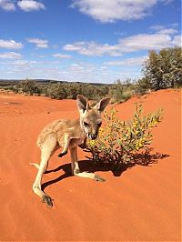 Fauna & Flora: Rescuing kangaroos, Kangaroo Dundee, Chris Brolga Barns