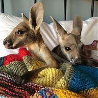 Rescuing kangaroos, Kangaroo Dundee, Chris Brolga Barns