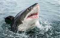 shark mouth close-up