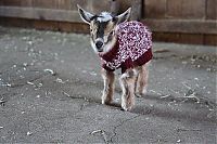 cute pet baby goat