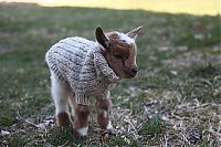 cute pet baby goat