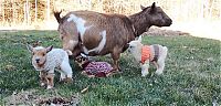 Fauna & Flora: cute pet baby goat