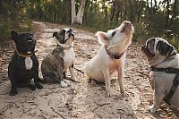 pig and dogs