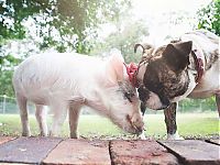 Fauna & Flora: pig and dogs