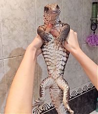 Fauna & Flora: lizard pet