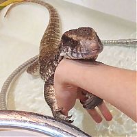 TopRq.com search results: lizard pet