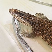 TopRq.com search results: lizard pet