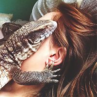 Fauna & Flora: lizard pet