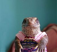 Fauna & Flora: lizard pet