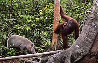 orangutan against a wild boar