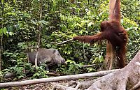 TopRq.com search results: orangutan against a wild boar