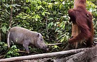 Fauna & Flora: orangutan against a wild boar