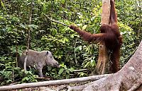 orangutan against a wild boar