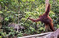 orangutan against a wild boar