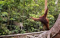 orangutan against a wild boar