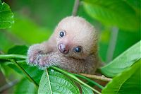 baby sloth