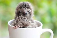 Fauna & Flora: baby sloth