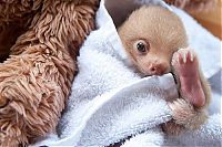 TopRq.com search results: baby sloth