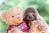 baby sloth