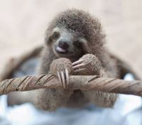 baby sloth