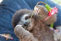 baby sloth