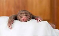 TopRq.com search results: baby sloth