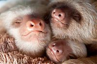 TopRq.com search results: baby sloth