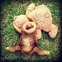 Fauna & Flora: baby sloth