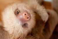 Fauna & Flora: baby sloth