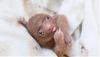 Fauna & Flora: baby sloth