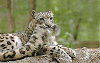 Fauna & Flora: snow leopard with long tail