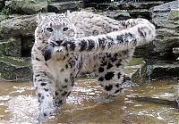 Fauna & Flora: snow leopard with long tail