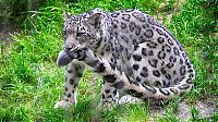 Fauna & Flora: snow leopard with long tail