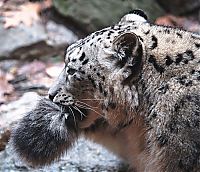 snow leopard with long tail