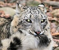 snow leopard with long tail