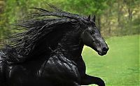 Fauna & Flora: horse with a long mane