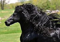 Fauna & Flora: horse with a long mane