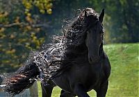 horse with a long mane