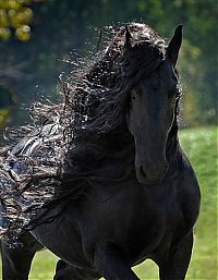 horse with a long mane