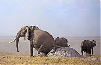 elephants scratching their itch