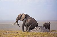 TopRq.com search results: elephants scratching their itch