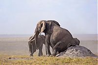 elephants scratching their itch