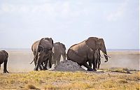 TopRq.com search results: elephants scratching their itch