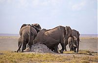 Fauna & Flora: elephants scratching their itch