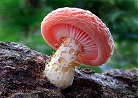 TopRq.com search results: fungi mushroom microorganisms